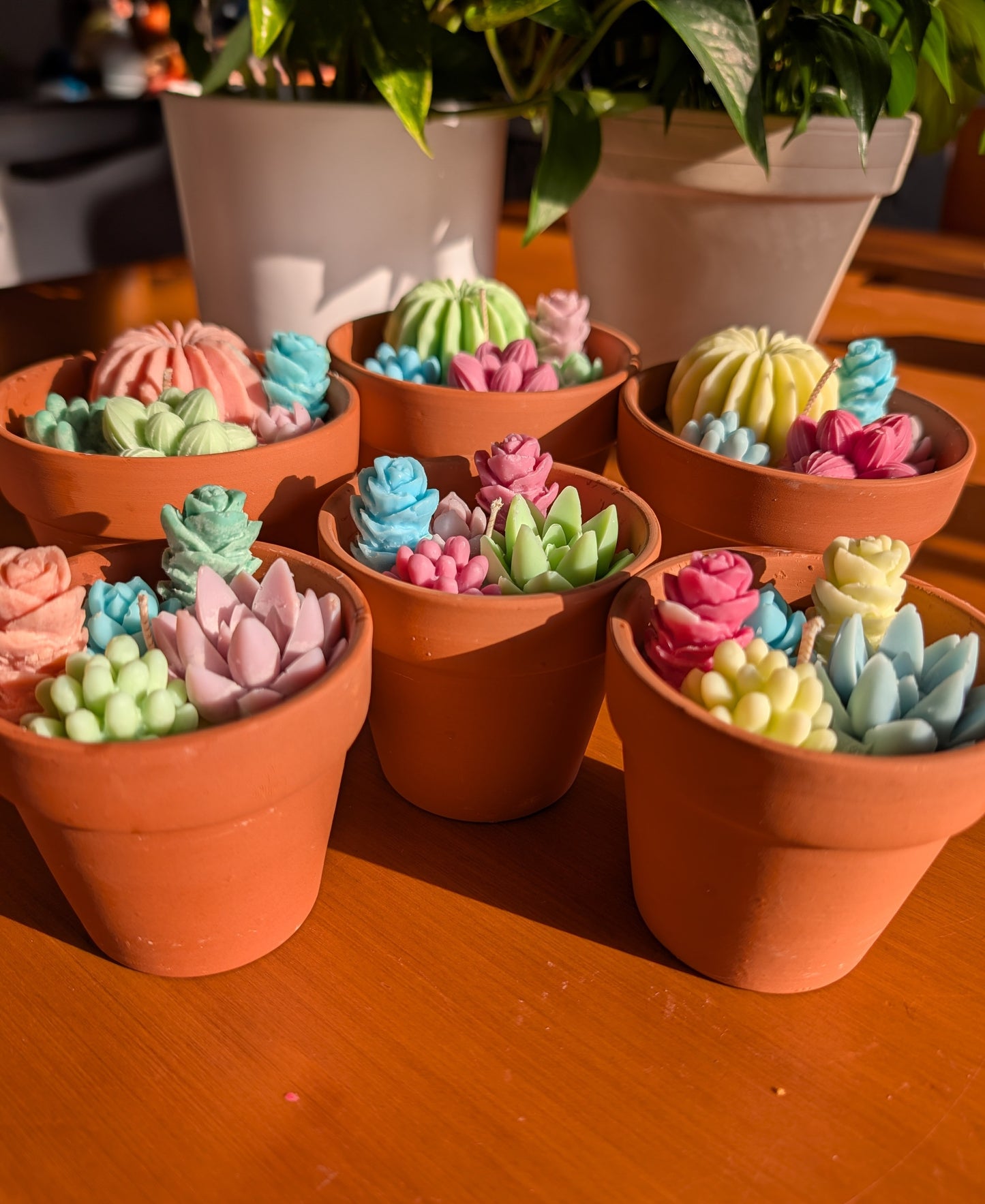 Succulentes