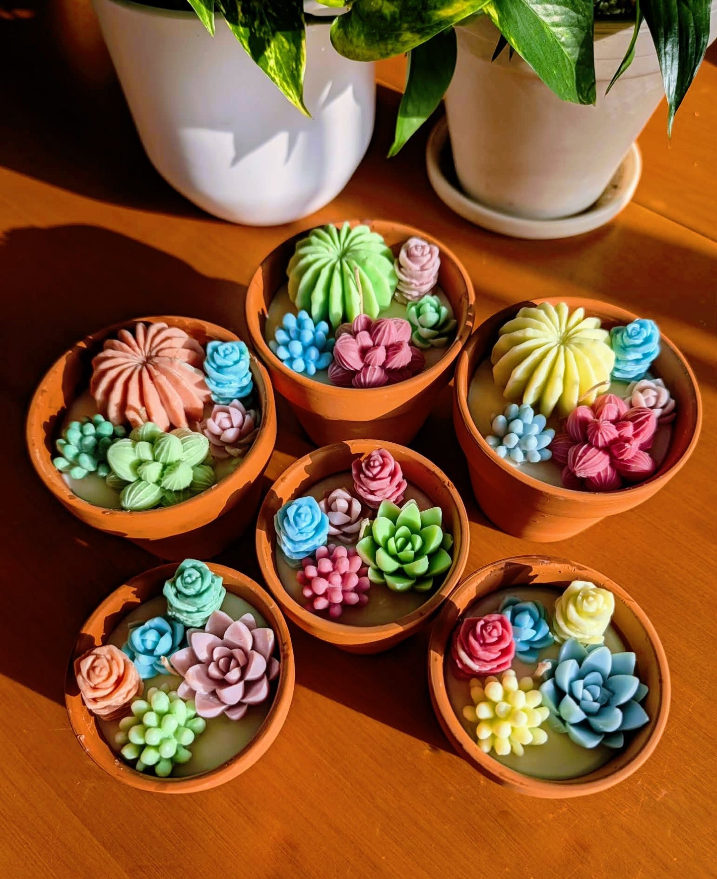 Succulentes