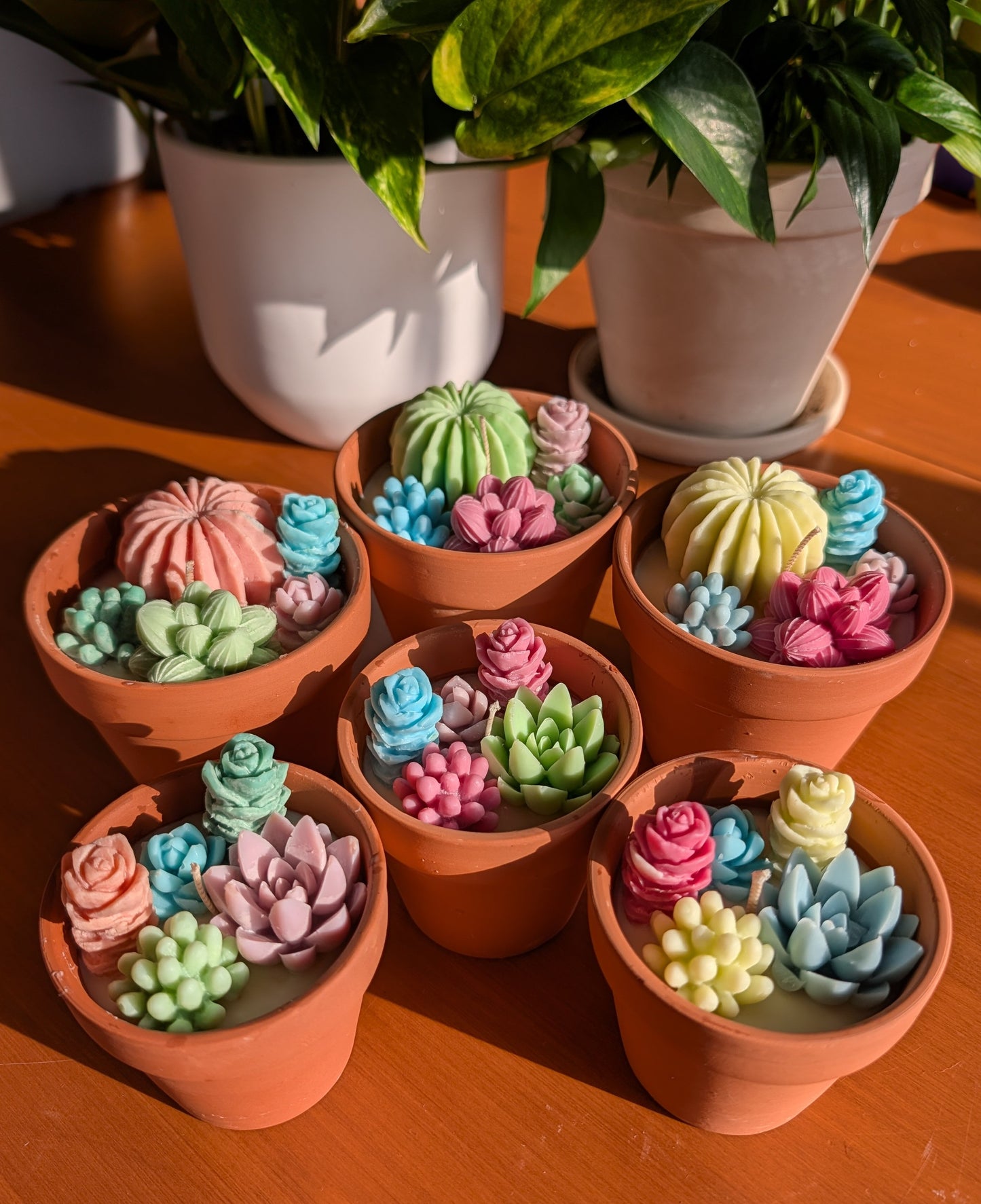 Succulentes